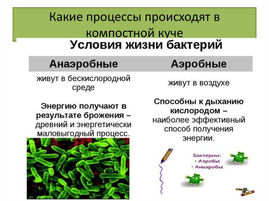 Установите соответствие бактерии и растения