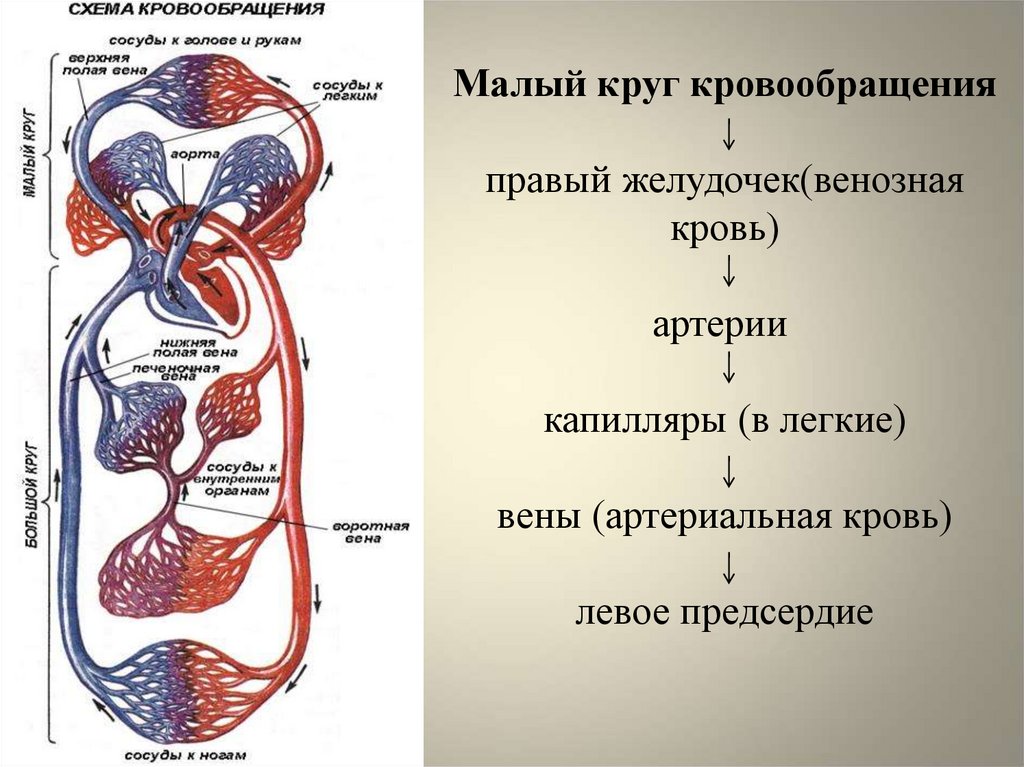 Дополните схему большого круга кровообращения у птиц