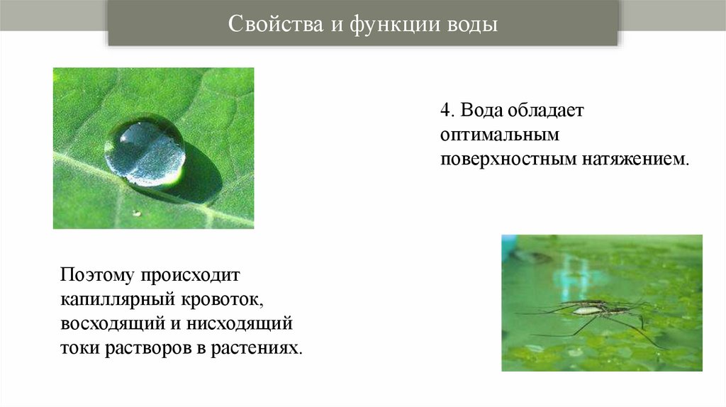 Справочник веществ вода. Роль воды для растений.
