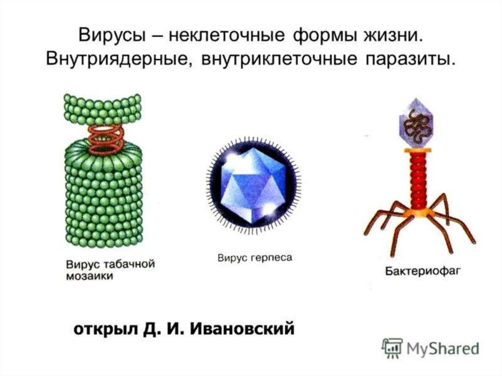 Вирусы неклеточные формы жизни. Строение вируса бактериофага.