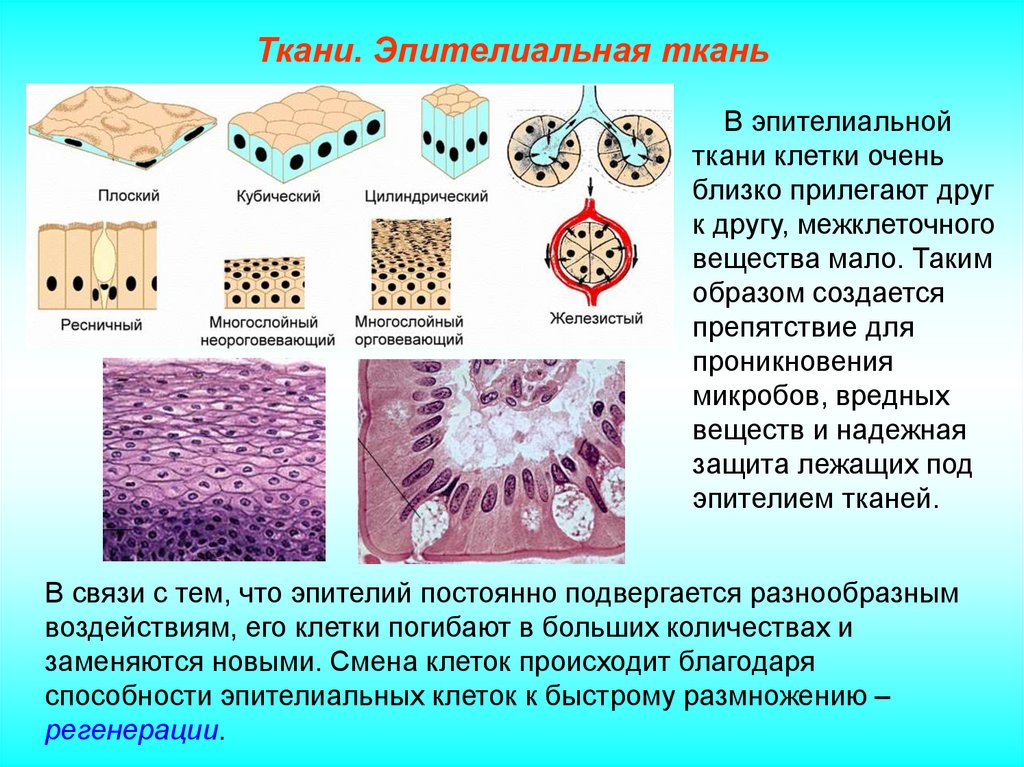 Пример эпителиальной ткани человека. Эпителиальная ткань Тип ткани. Межклеточное вещество эпителиальной ткани. Наличие межклеточного вещества в эпителиальной ткани. Эпителиальные ткани виды эпителия.