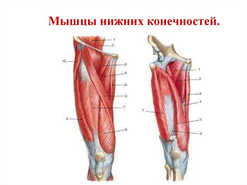 Мышцы нижней. Надсегментарное поражение с мышц нижних конечностей. Скидки нижних конечностей.