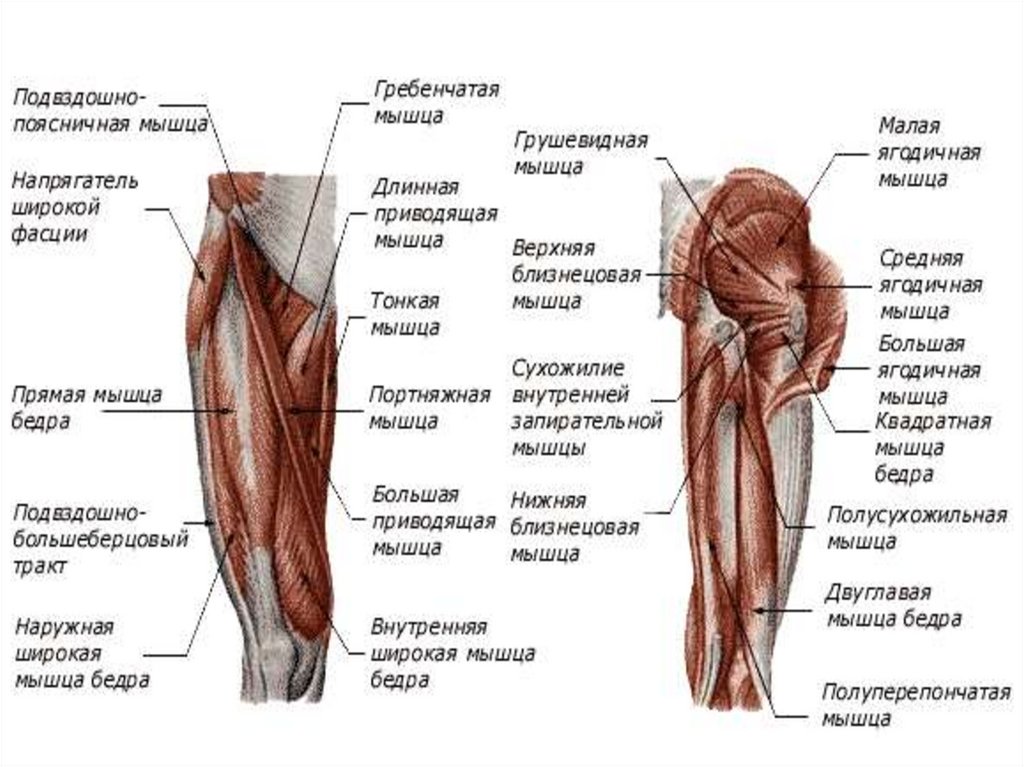 Мышцы таза. Грушевидная мышца на человеке. Грушевидная мышца бедра.