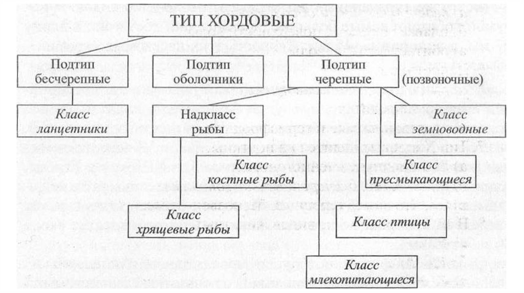 Тип Хордовые - презентация онлайн