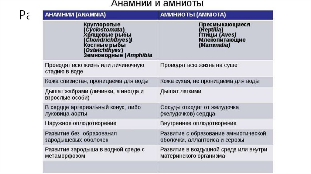 Тип Хордовые - презентация онлайн