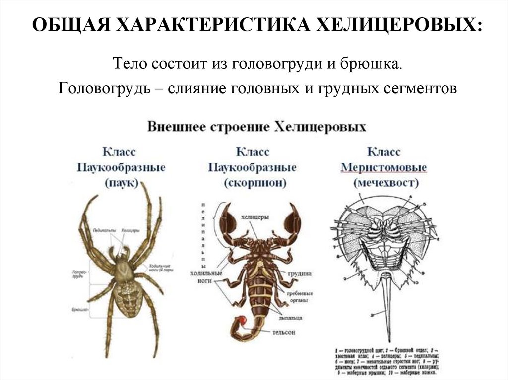 Членистоногие тело разделено на. Хелицеровые внешнее строение. Строение конечности хелицеровых. Внешнее строение скорпиона. Схема конечностей паукообразных.
