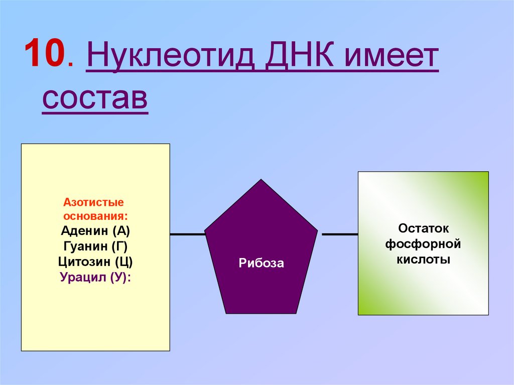 Схема строения нуклеотида днк