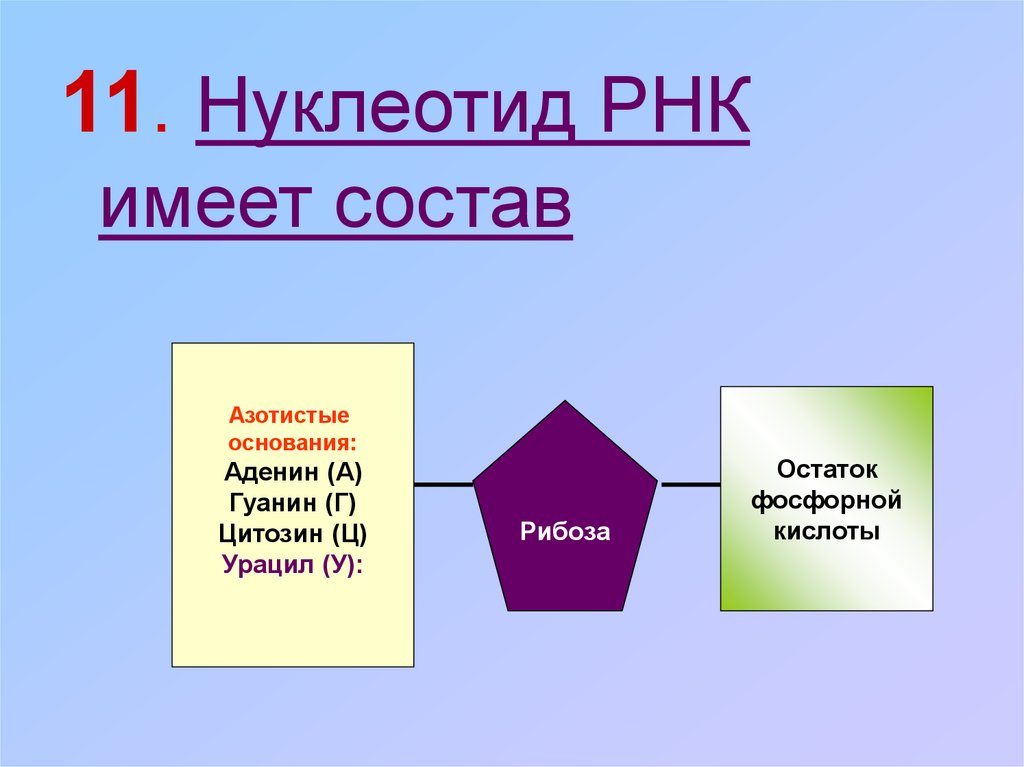 Основание ост. Схема строения нуклеотида РНК. Состав нуклеотида РНК. Строение нуклеотида ДНК И РНК. Нуклеотид РНК схема.