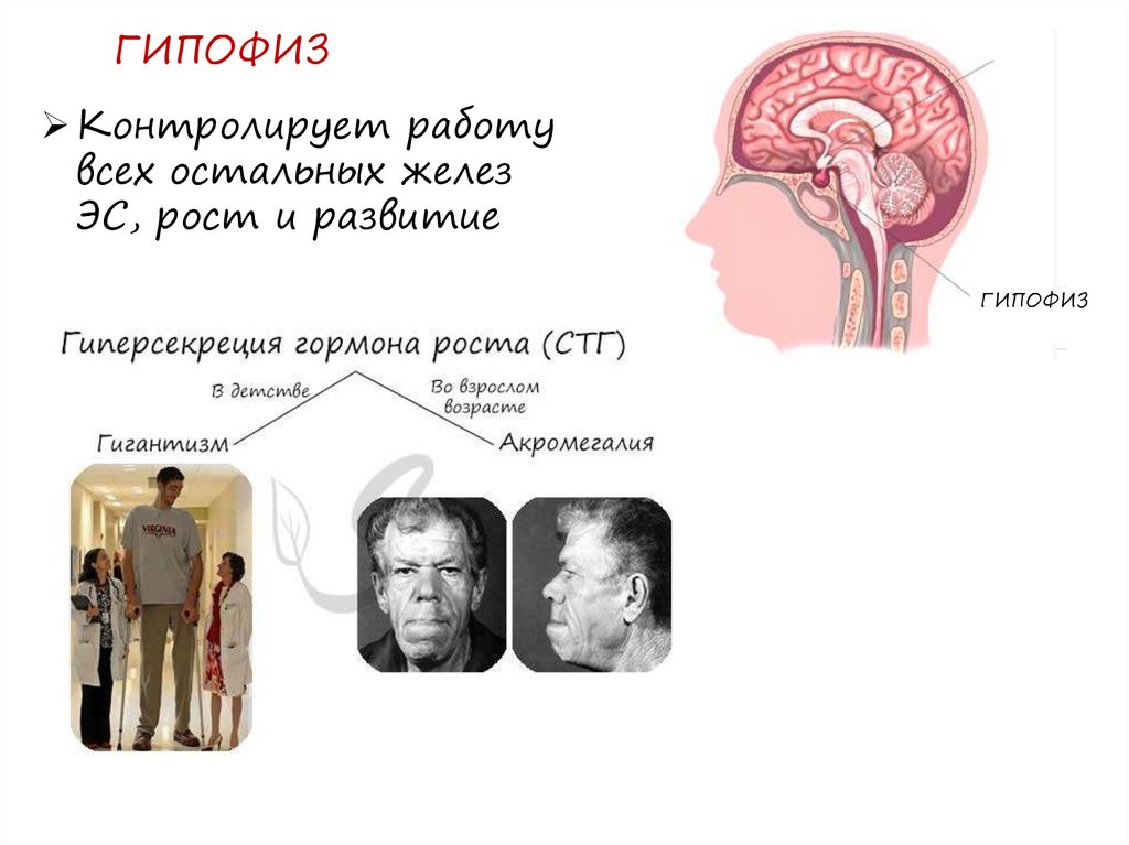Эндокринная система. Понятие о железах и гормонах - презентация онлайн