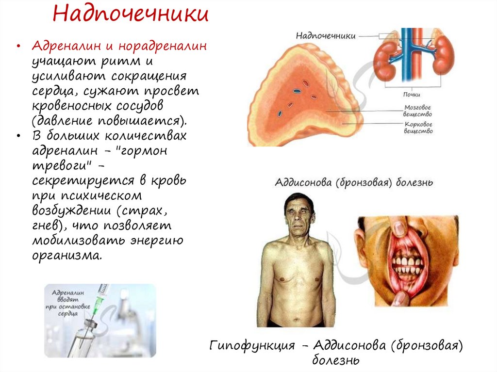 Эндокринная система. Понятие о железах и гормонах - презентация онлайн