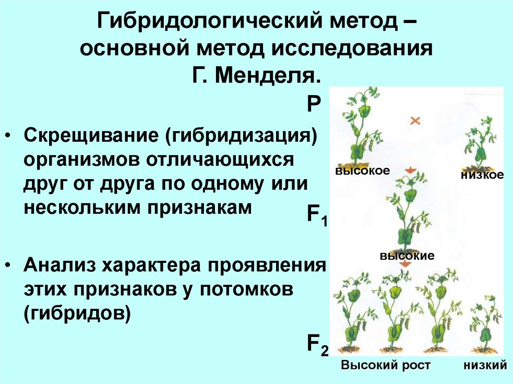 Особенности гибридологического метода менделя