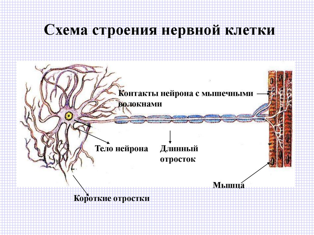 Основная клетка нервной системы. Схема строения нервной клетки анатомия. Схема строения нервной ткани. Строение нейрона схема нервная ткань. Схема нервная ткань Нейроны отростки.