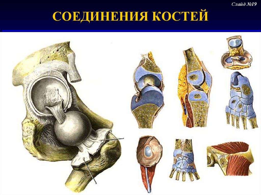 Соединение кости классификация. Соединения костей и их классификация. Классификация костей. Классификация соединений костей анатомия. Классификация костей по привесу.