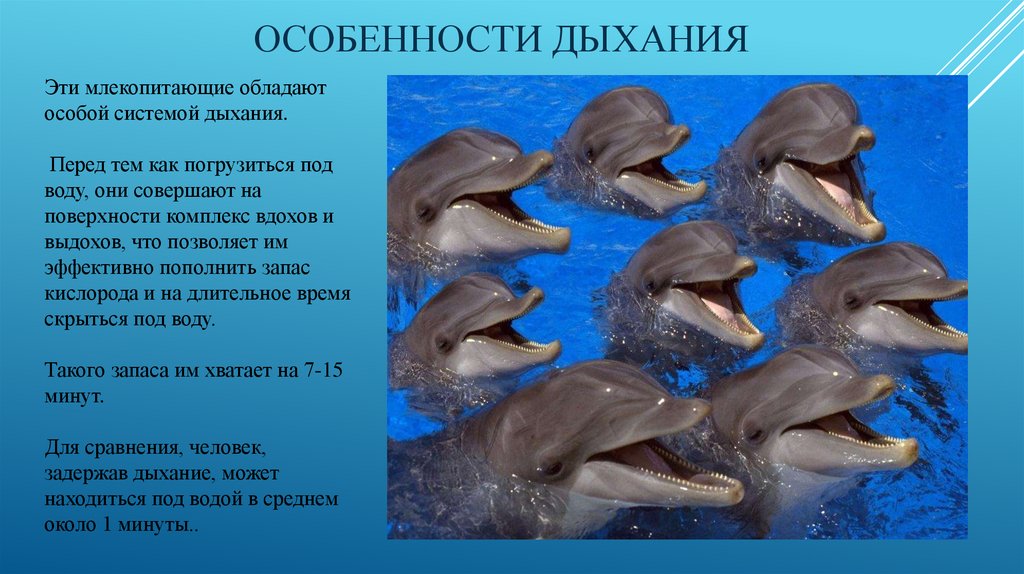 Дыхание морских млекопитающих - презентация онлайн