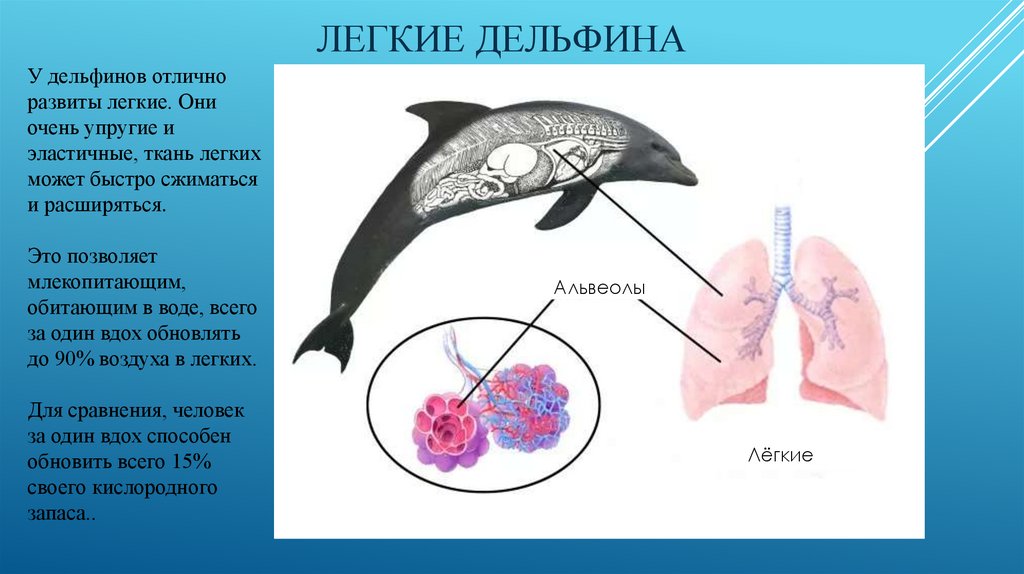 Какое сердце у дельфина