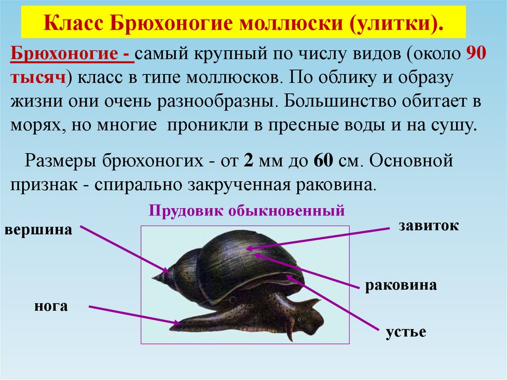 Общая характеристика классы моллюсков. Среда обитания брюхоногих. Класс брюхоногие моллюски образ жизни. Особенности строения брюхоногих. Общая характеристика брюхоногих.