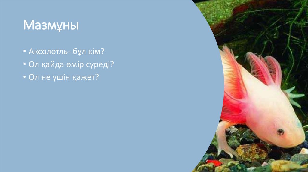 Аксолотль. Мазмұны - презентация онлайн