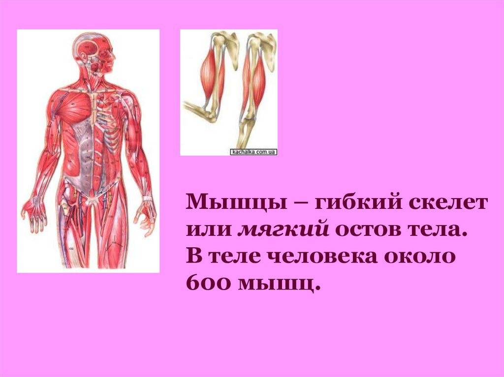 Двигательная система человека 4 класс. Мышцы человека. Мышечная система человека презентация. Презентация мышцы человека 4 класс окружающий мир.
