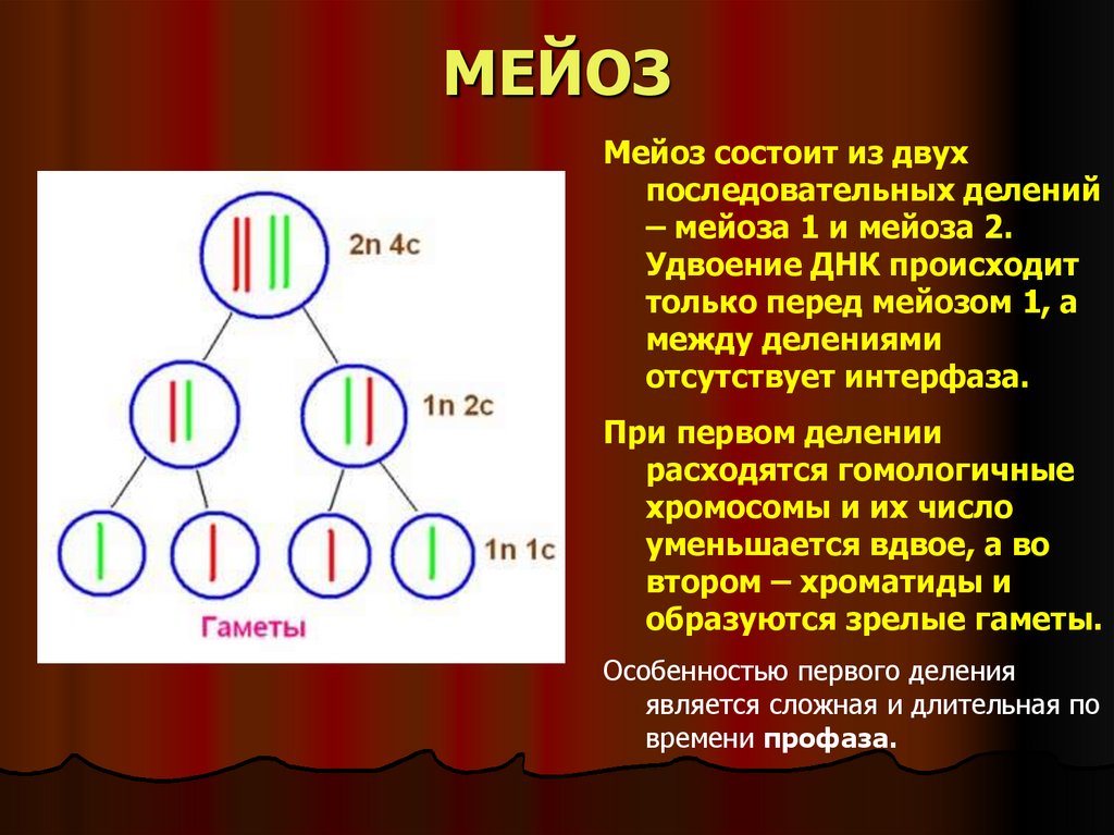 Мейоз деление половых клеток. Образование половых клеток мейоз. Мейоз образование гамет. Мейоз 1 и 2 деление. Мейоз разнообразие гамет
