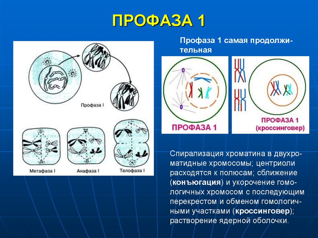 Спирализация двухроматидных хромосом. Конъюгация профаза 1. Профаза митоза. Ранняя профаза.