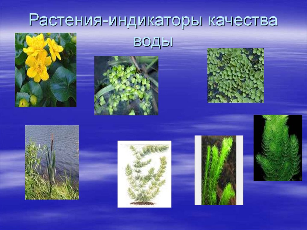 Мониторинг качества воды в оз. Светлое - презентация онлайн