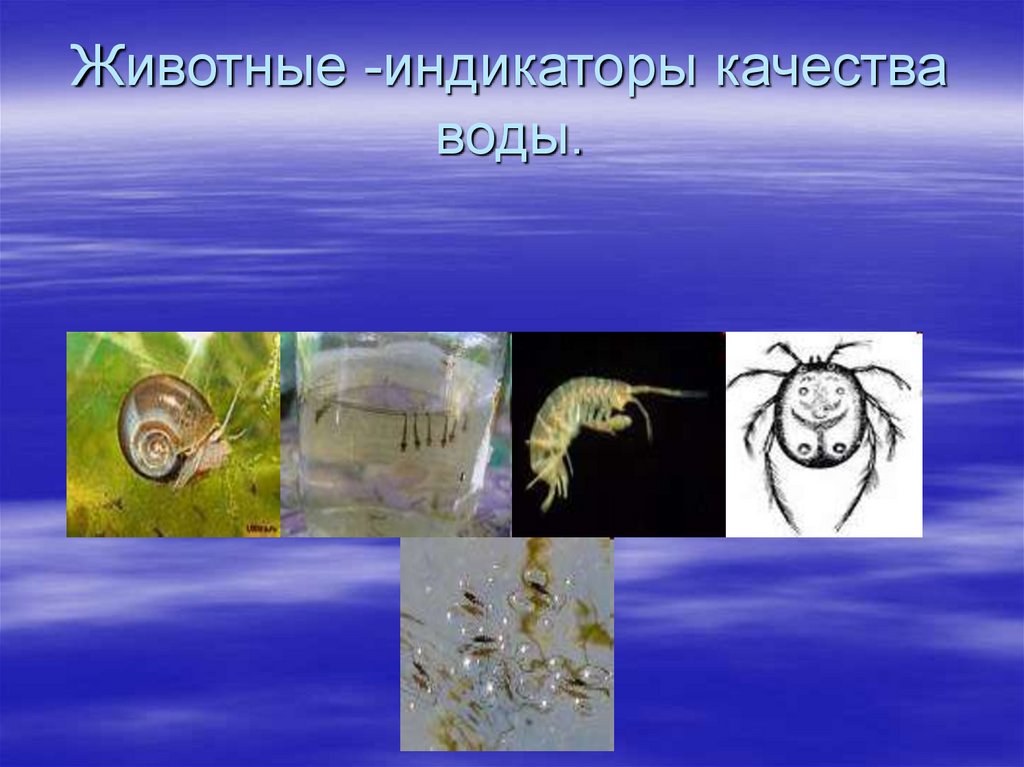 Животные -индикаторы качества воды.