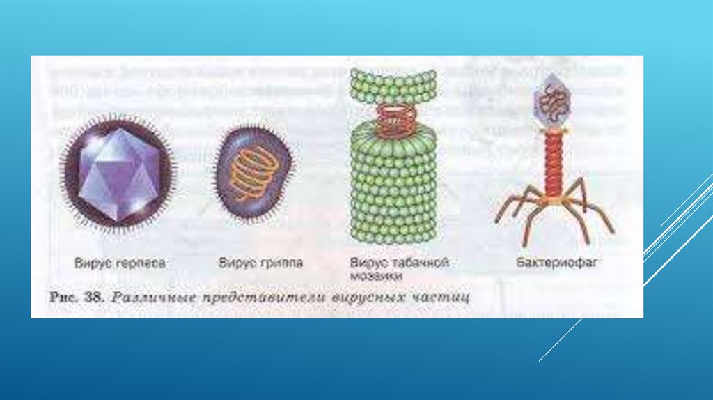 Вирусы форма строение. Вирус табачной мозаики и бактериофаг. Строение вируса биология 10. Различные представители вирусных частиц. Вирус табачной мозаики строение.