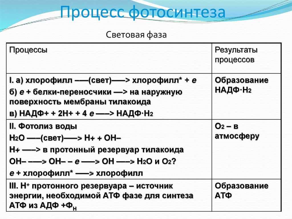 Фазы фотосинтеза схема