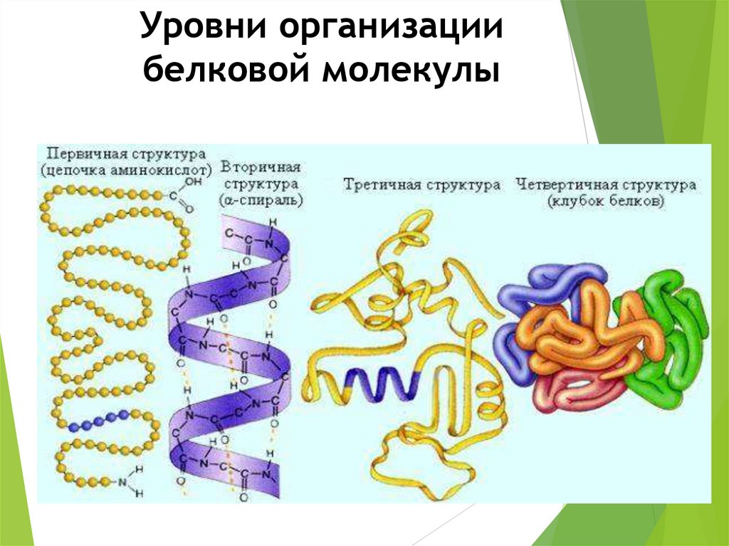 Состав строение функции белков