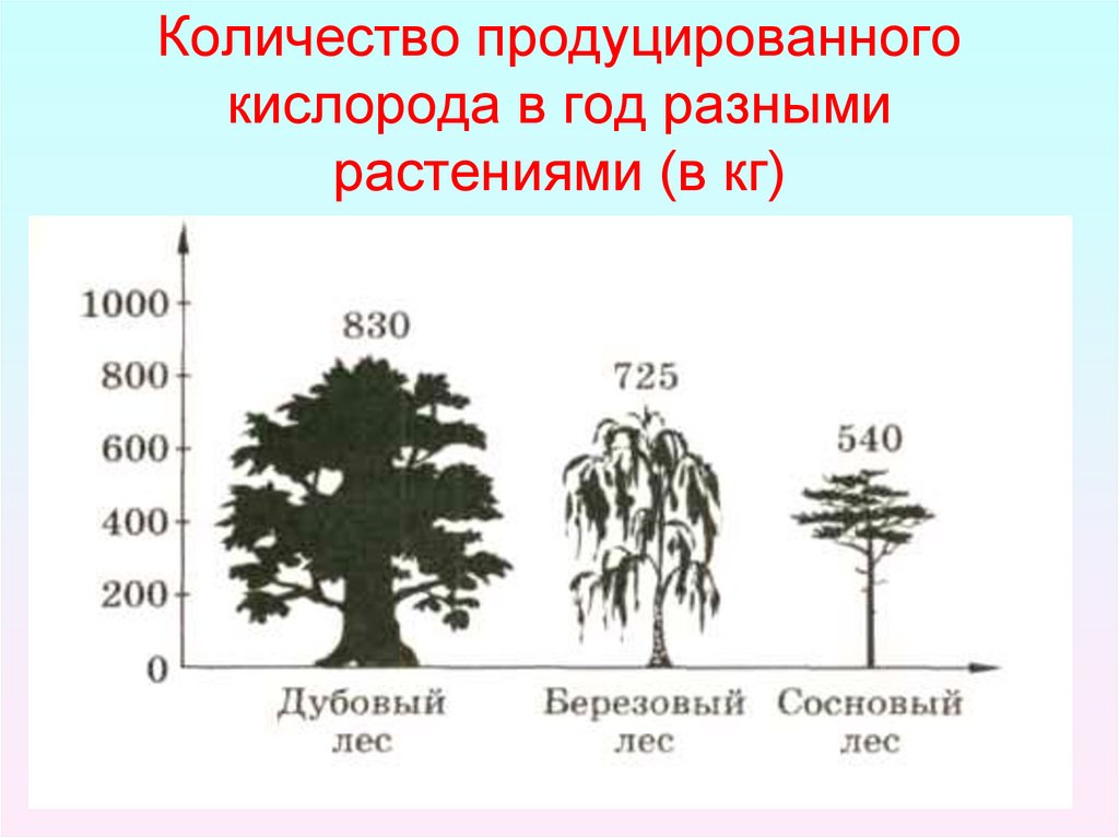Средний срок жизни дуба составляет около пятьсот. Деревья по выделению кислорода. Какое дерево выделяет больше всего кислорода. Количество кислорода выделяемого деревьями. Деревья поглощают углекислый ГАЗ.
