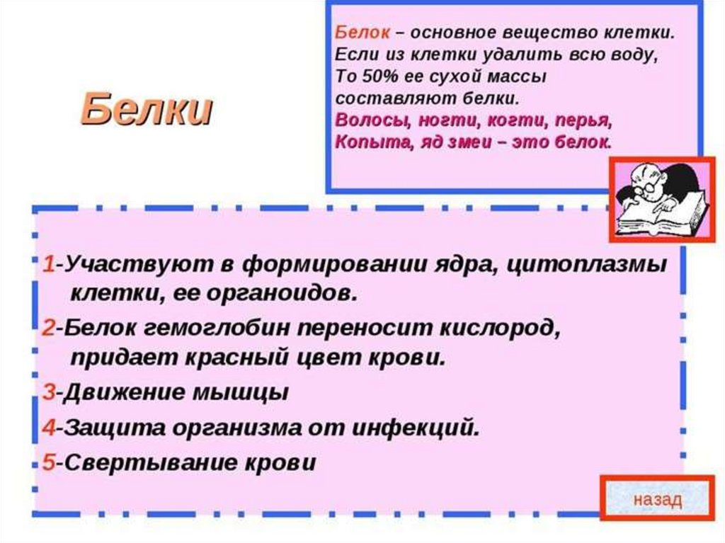 Сиртуины. Функции белков. Почему белок считают основным веществом клетки. Функции белков рисунок. Функции белка.