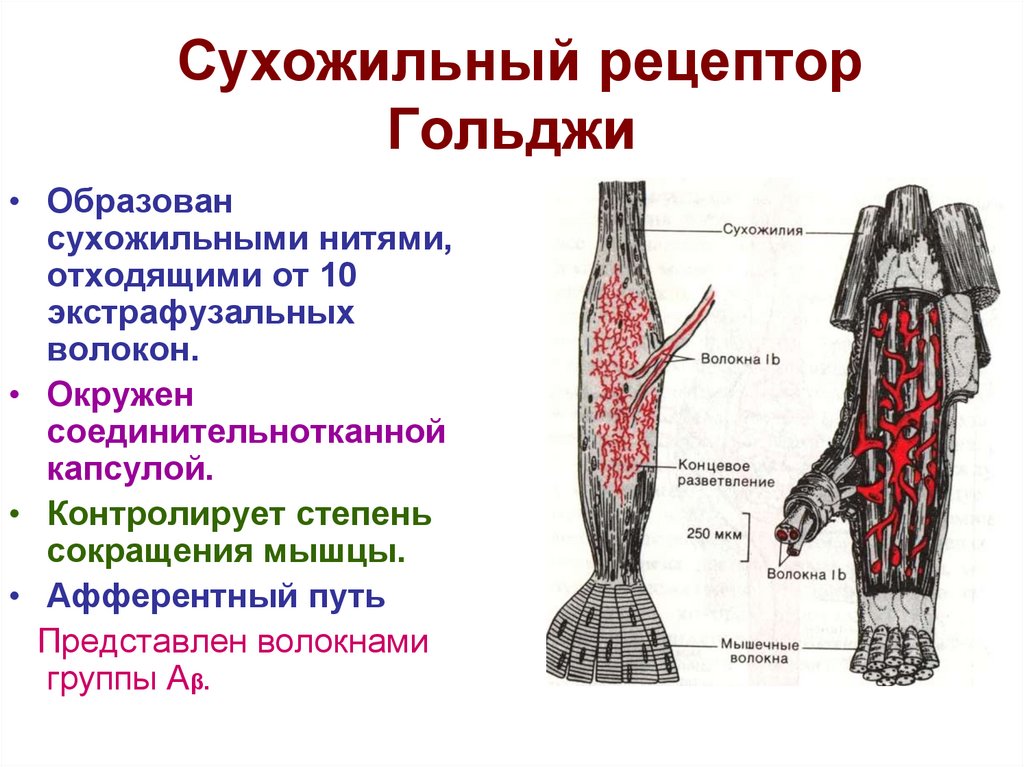Сухожилия образованы из ткани. Нервно-сухожильные веретена. Сухожильный аппарат Гольджи. Сухожильный орган Гольджи (нервно-сухожильное Веретено). Функция рецепторов Гольджи и мышечных веретен.