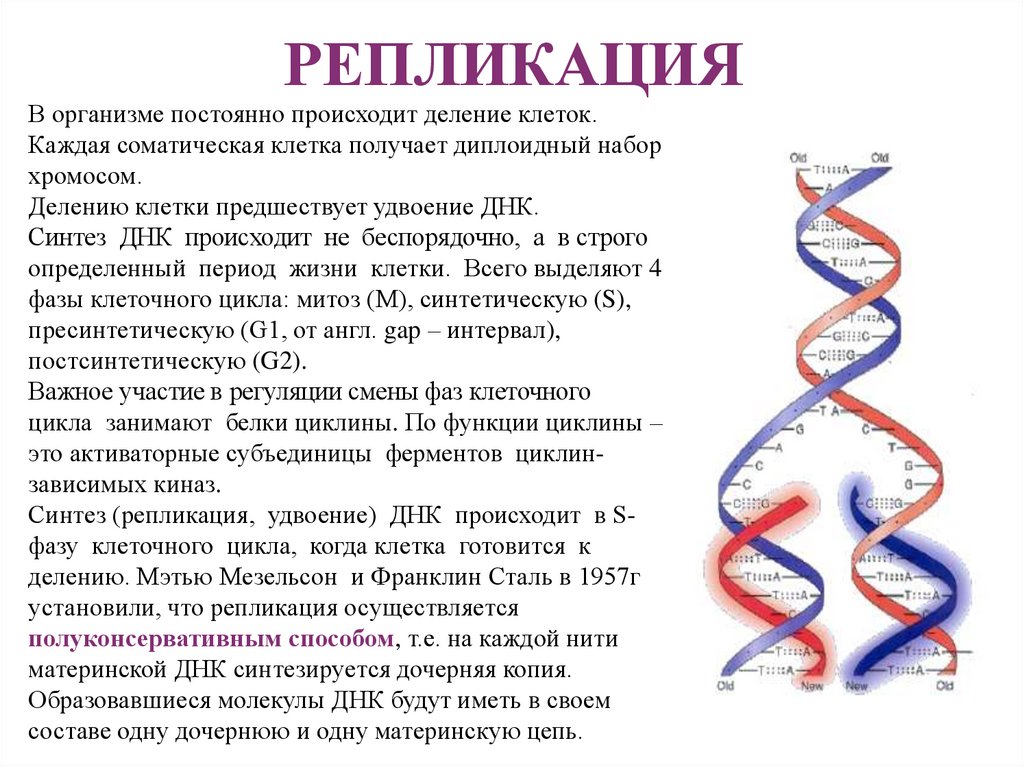 Происходят реакции матричного синтеза. Репликация. Репликация картинка. Лидирующая цепь ДНК при репликации. Матричный Синтез презентация.