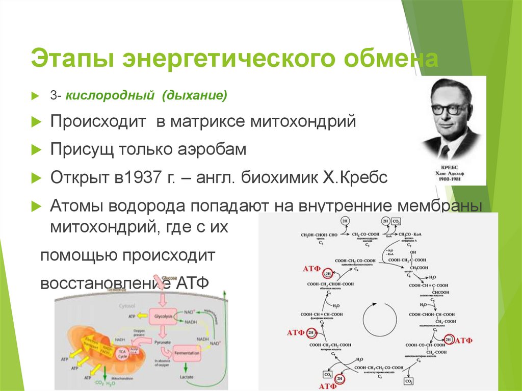 Энергетический выход кислородного этапа. Этапы энергетического обмена. Кислородный этап энергетического обмена. Кислородный этап энергетического обмена осуществляется. Суммарное уравнение цикла Кребса.