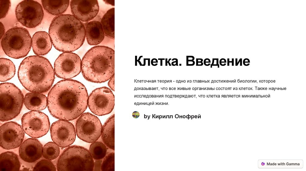 Клетка. Введение - презентация онлайн