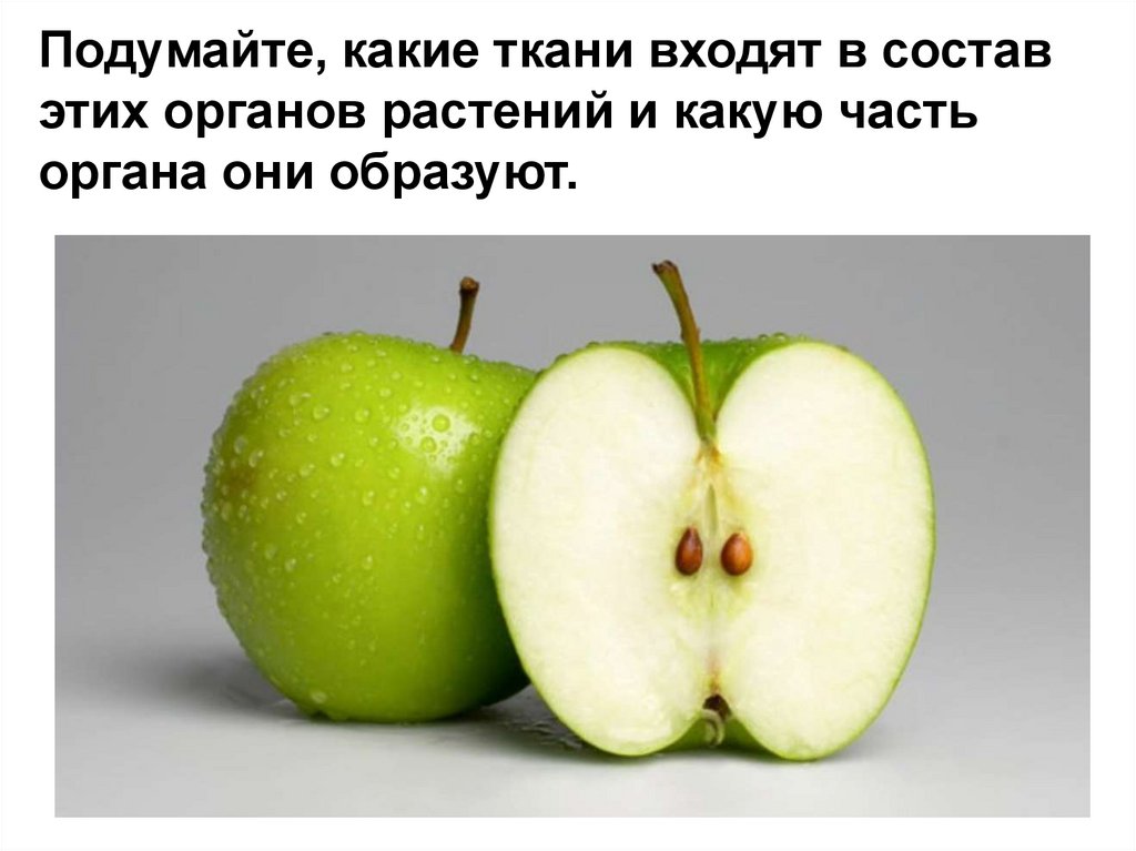 Подумайте, какие ткани входят в состав этих органов растений и какую часть органа они образуют.