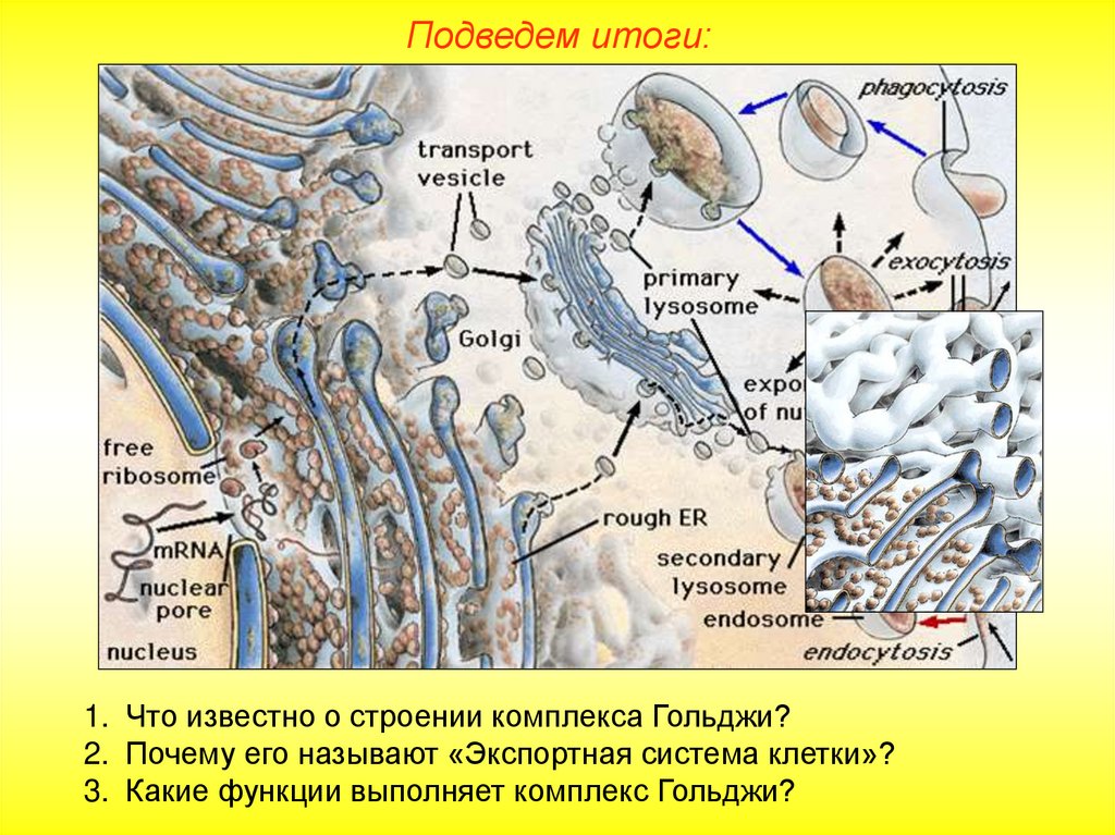 Одномембранные органоиды презентация