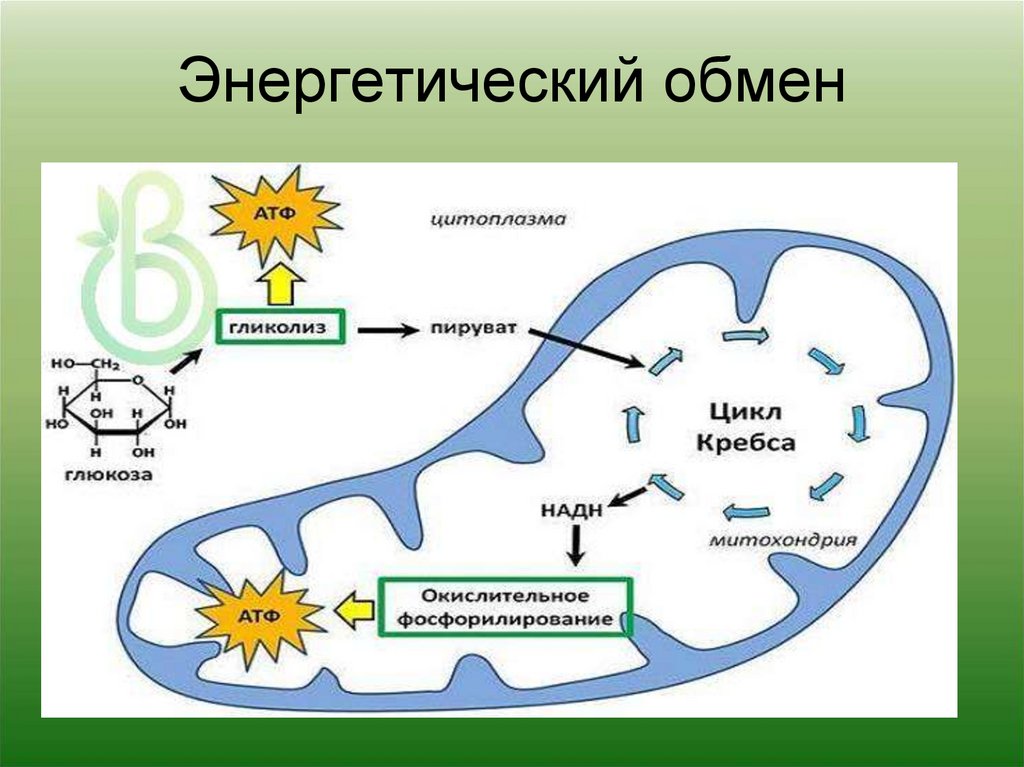 Схема энергетического обмена егэ