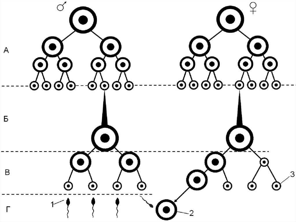 Сперматогенез и оогенез схема
