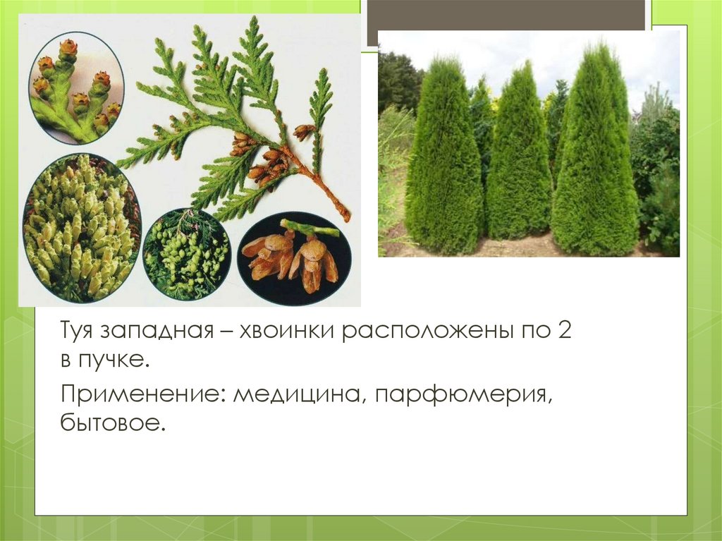 Хвойные растения 5 класс. Разнообразие хвойных растений 5 класс презентация.