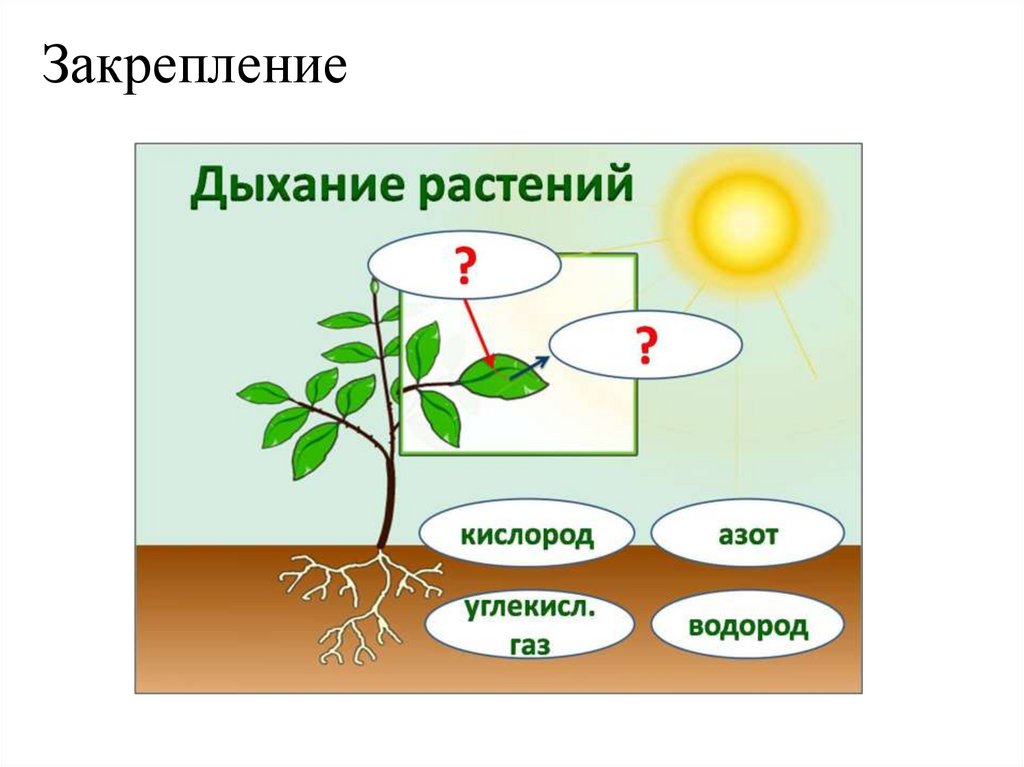 Обмен веществ у растений тест 6 класс