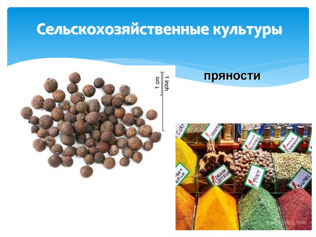 Сельскохозяйственные культуры