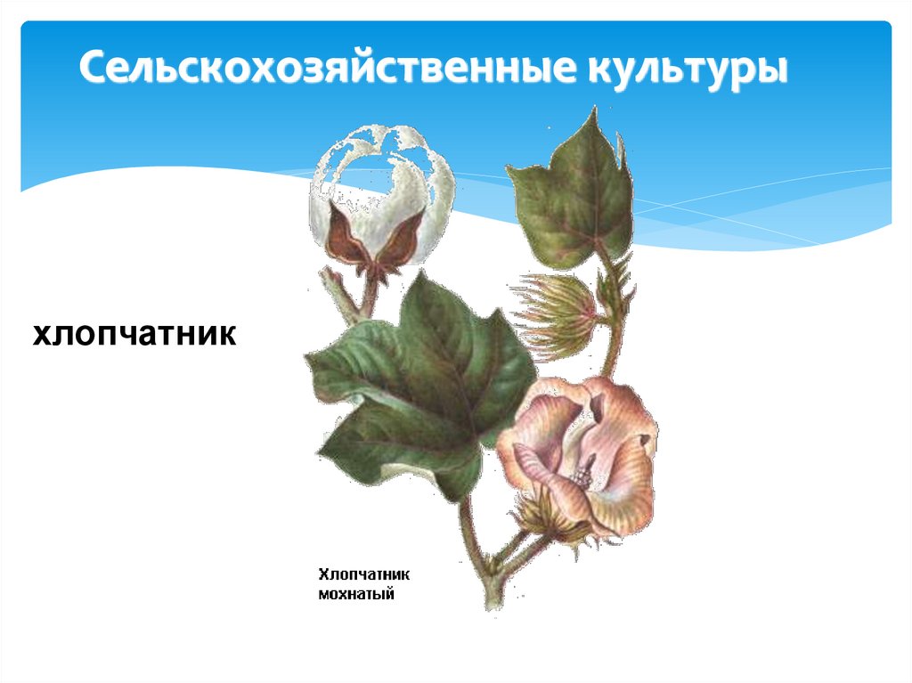 Сельскохозяйственные культуры