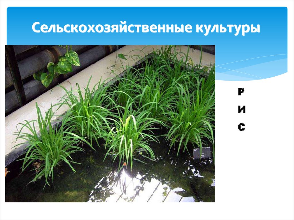 Сельскохозяйственные культуры