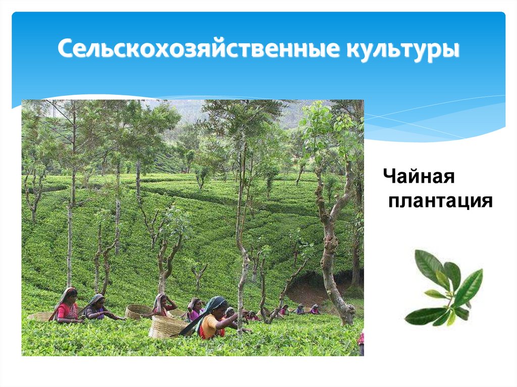 Сельскохозяйственные культуры