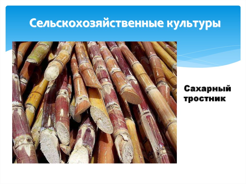 Сельскохозяйственные культуры