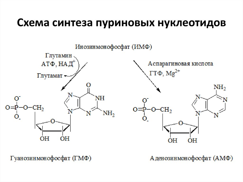 Пуриновыми нуклеотидами являются. Синтез пуриновых нуклеотидов биохимия схема. ТГФК В синтезе пуриновых нуклеотидов. Синтез пуриновых нуклеотидов биохимия. Синтез пуриновых нуклеотидов de novo.