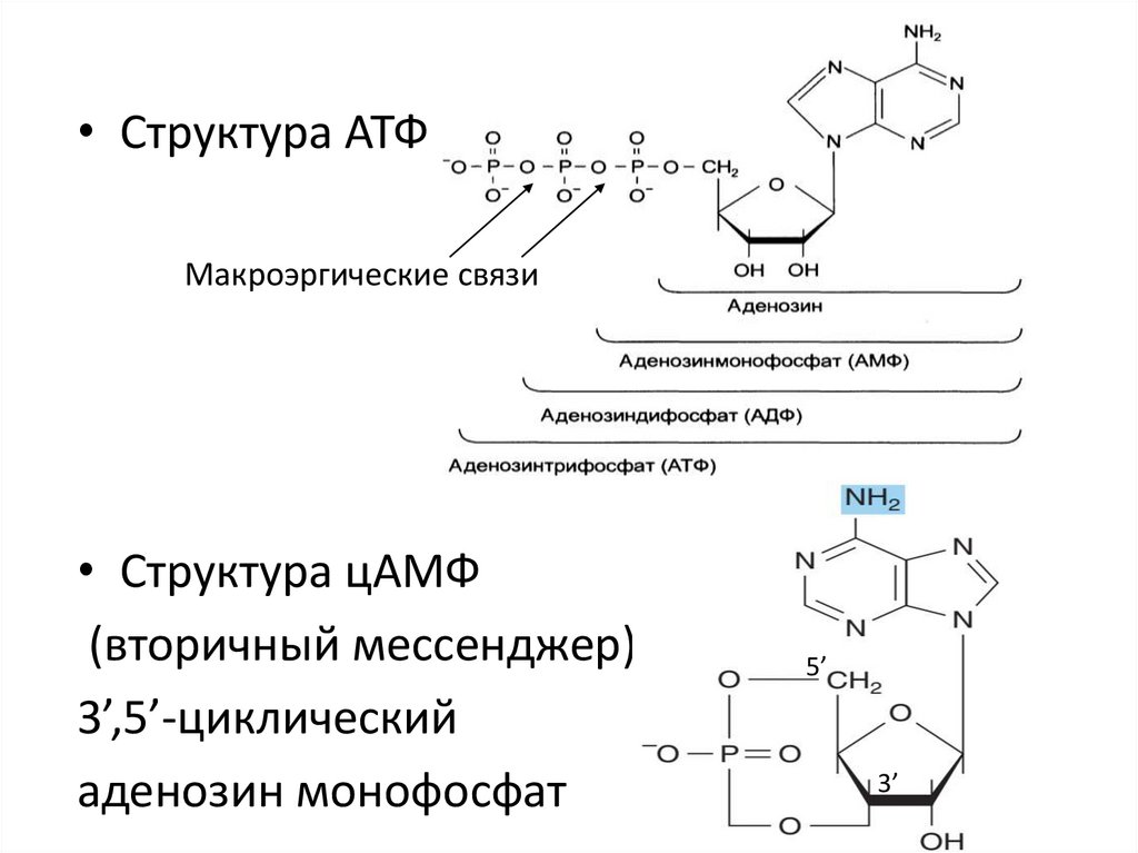 Макроэргические связи в молекуле атф. ЦАМФ макроэргическая связь. Вторичная структура нуклеиновых кислот формула. Аденозин 3 монофосфат. Приведите строение ЦАМФ биологическая роль.