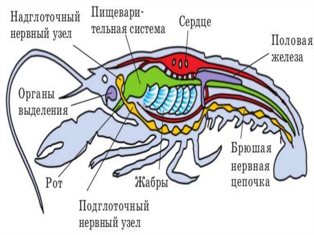 Членистоногие картинки строение