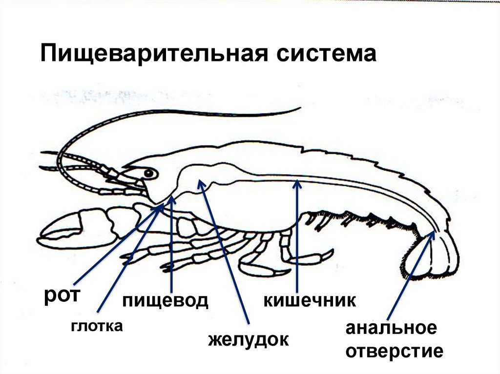 Тип Членистоногие. Класс Ракообразные - презентация онлайн